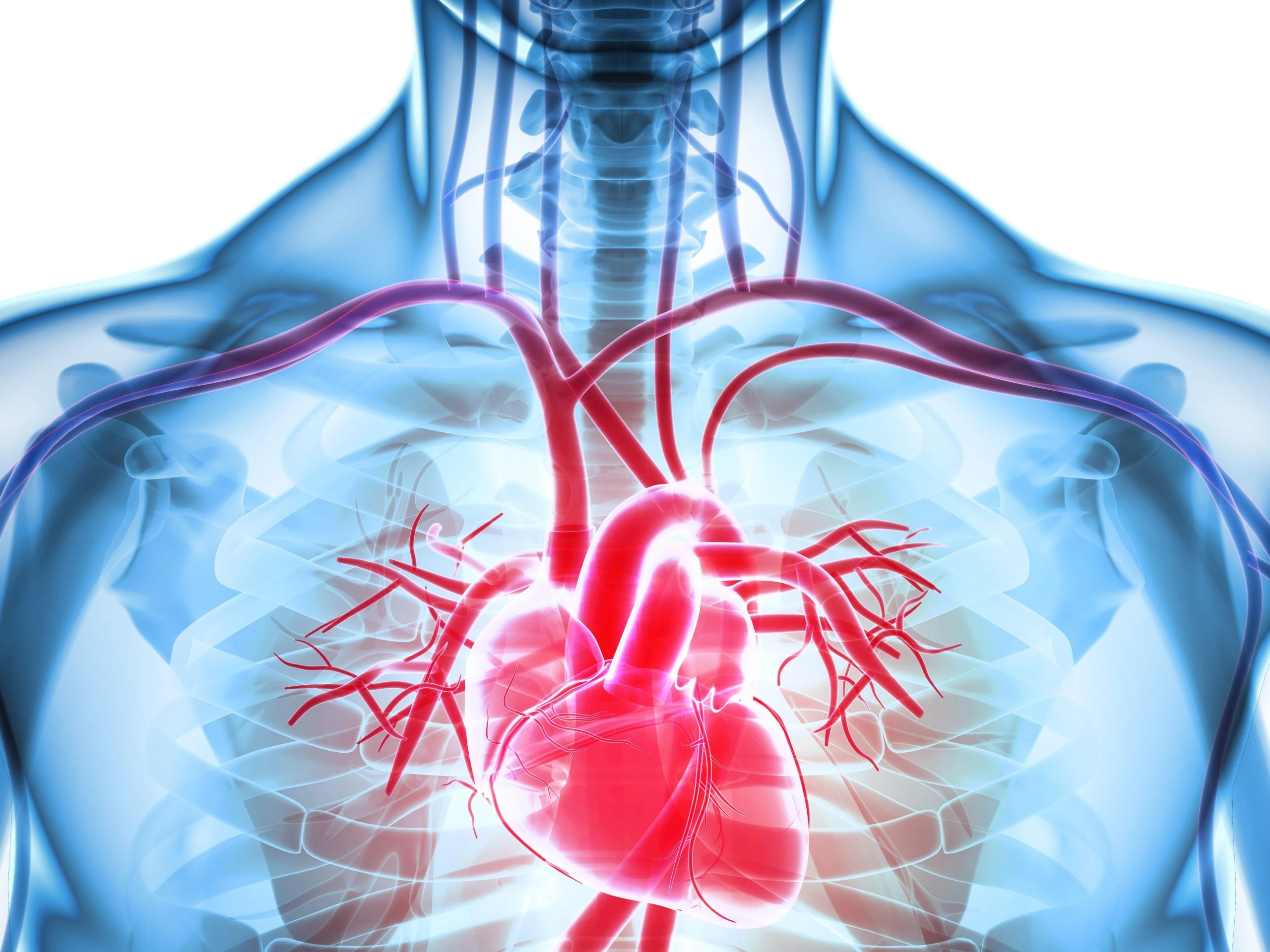 Cardiologist