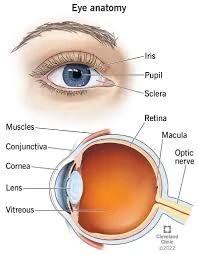 Eye Specialist
