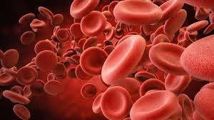 Hematologist
