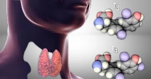 Thyroid and Hormone