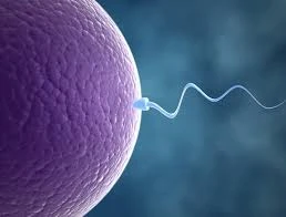 Reproductive Specialist
